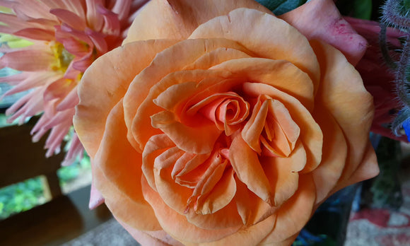 What does Xmas mean to you ?